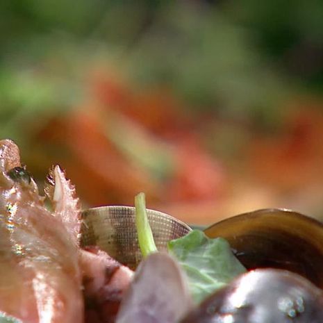 Terhin lounaalla herkutellaan suomalaisklassikon ranskalaisversiolla! 